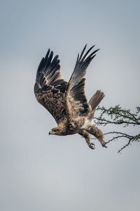 Tawny eagle