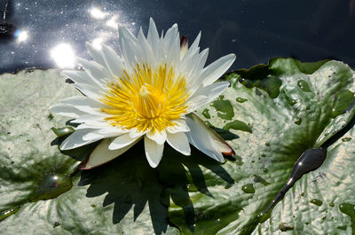 Close-up of water lily blooming outdoors