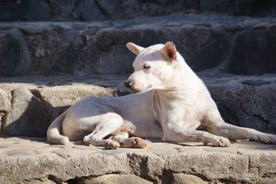 Close-up of white dog on rock