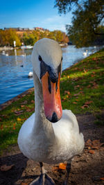 Close-up of swan in lake