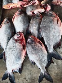 High angle view of fish for sale in market