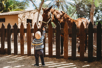 Rear view of boy standing against trees