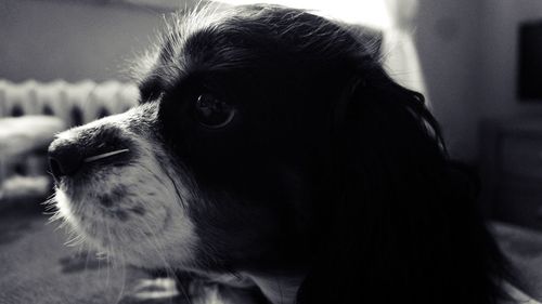 Close-up of dog looking away