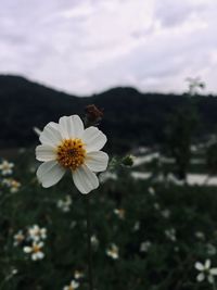 Close-up of white flowering plant against cloudy sky