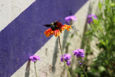 Close-up of butterfly pollinating on purple flower