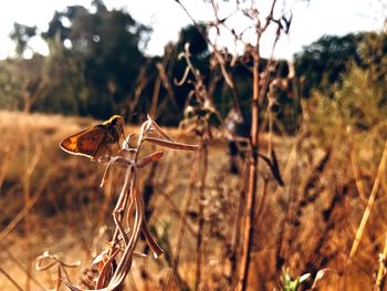 Close-up of dry plant on field