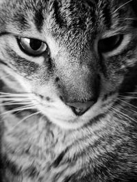 Close-up portrait of cat