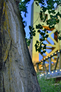 Close-up of tree trunk