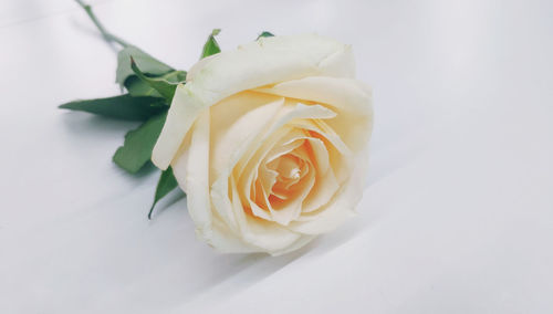 Close-up of white rose