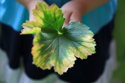 Close-up of hand holding leaves