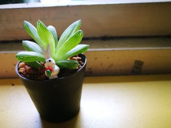 Close-up of potted plant on table