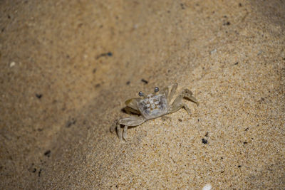 High angle view of crab on beach