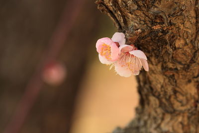 Close-up of pink flower blooming on tree