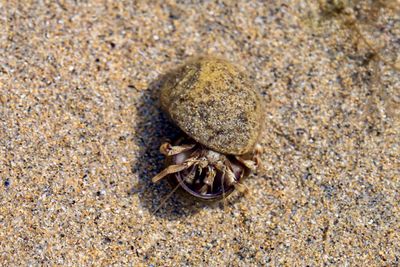 High angle view of lizard on sand