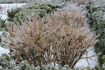 Close-up of frozen plant on field