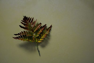 High angle view of plant against white background