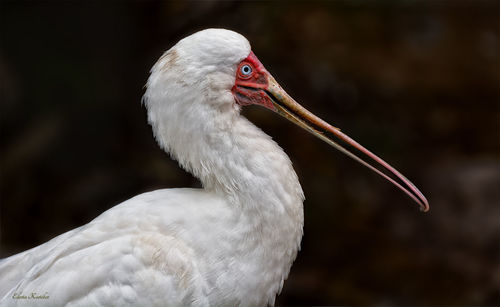 Close-up of bird