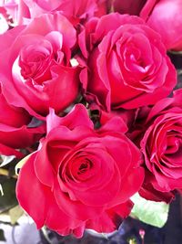 Close-up of pink roses