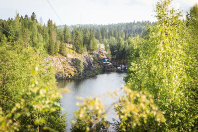 Scenic view of river amidst trees in forest