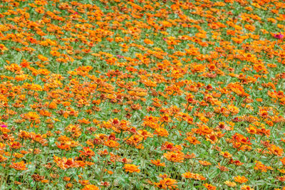 Full frame shot of orange flowering plants on field