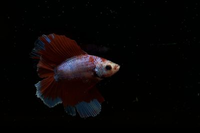 Fish swimming in aquarium