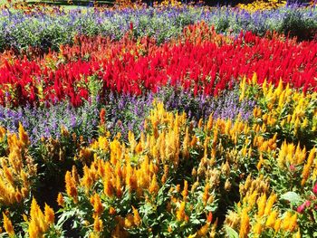 Full frame shot of colorful flowers