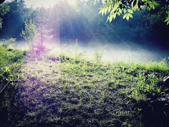 Plants and trees in park