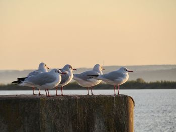 Seagulls perching on wooden post by sea against clear sky