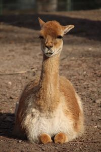 Portrait of lama sitting on land