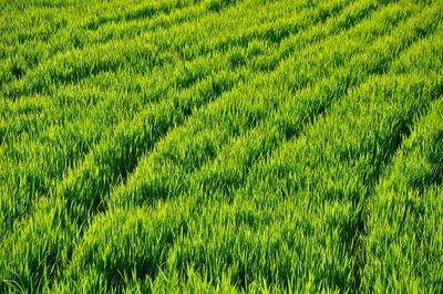 Full frame shot of rice field