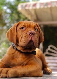 Portrait of dog looking away