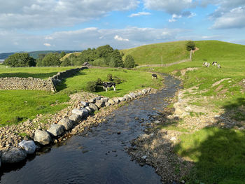 Landscape, with a small river, cattle, and hills in the distance, in, wigglesworth, clitheroe, uk