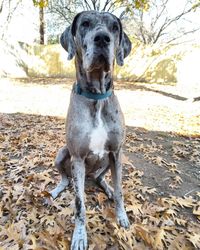 Portrait of a dog sitting on land