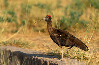 Close-up of a bird on field