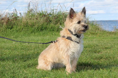 Dog sitting on grass. small cairn terrier on a walk