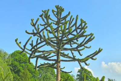 Low angle view of tree against clear blue sky