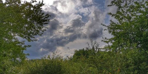 Low angle view of trees against sky