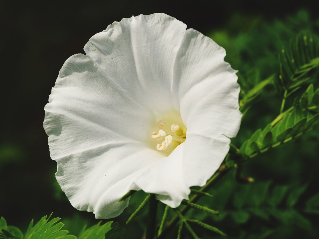 CLOSE-UP OF WHITE FLOWERING PLANTS