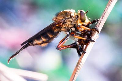 Close-up of robber fly while eating