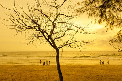 Tree on beach against sky during sunset