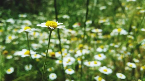 Close-up of yellow flowers blooming outdoors