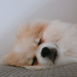 Close-up of a dog sleeping