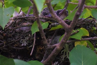 Close-up of bird perching on tree