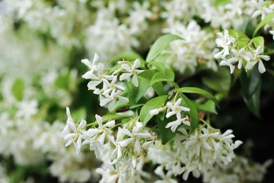 Close-up of white flowering plant