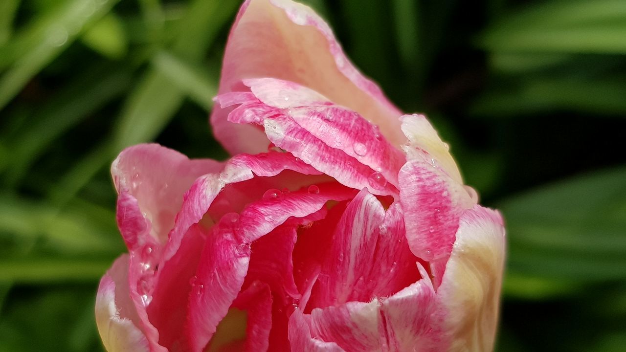 CLOSE-UP OF WET PINK ROSE FLOWER