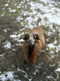 Close-up portrait of ram