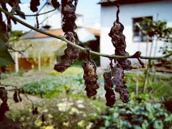 Close-up of hanging tree