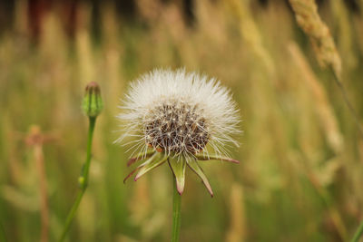 Close-up of dandelion flower on field