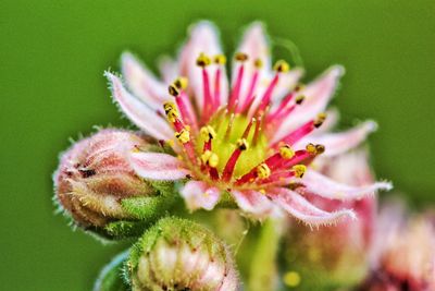 Close-up of pink flowers