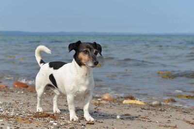Dog standing on beach against sky